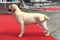 Étalon Labrador Retriever - CH. Escudo with hugs