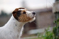 Étalon Parson Russell Terrier - Jehna du Bois des Carnutes
