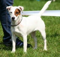 Étalon Parson Russell Terrier - Hollywood du Haras d'Euphor