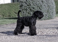 Étalon Schnauzer - CH. Petra terres d'aunis grand calvera