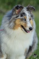 Étalon Shetland Sheepdog - Mission d-amour bleue de la source du Montet