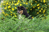 Étalon Shetland Sheepdog - Jipsy black du prince des marais