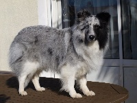 Étalon Shetland Sheepdog - Jenaly argentée du Clan Castelau