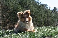 Étalon Shetland Sheepdog - Limperatrice des Jardins de Becky