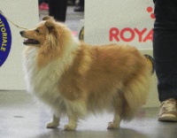 Étalon Shetland Sheepdog - Lavinia Du Domino Et Bois Doré