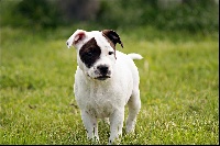 Étalon Staffordshire Bull Terrier - Staffordiamond's One love