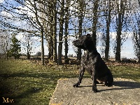 Étalon Staffordshire Bull Terrier - Miya (Sans Affixe)