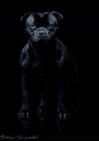 Étalon Staffordshire Bull Terrier - CH. Impact Of Dark Lands