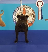 Étalon Staffordshire Bull Terrier - Lady star Of Triumph Staffords