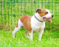 Étalon Staffordshire Bull Terrier - Louky (Sans Affixe)