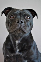 Étalon Staffordshire Bull Terrier - Mlle black pearl De la crique du Flojule