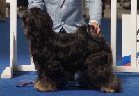 Étalon Terrier Tibetain - wanted nice dog's Aniyah lamleh