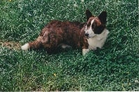 Étalon Welsh Corgi Cardigan - Isildur de Romatomé