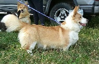 Étalon Welsh Corgi Cardigan - Mahissia du mont des croisettes (Sans Affixe)