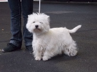 Étalon West Highland White Terrier - Mistinguette of Black Lollipop