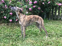 Étalon Whippet - Olympic Star In the pocket