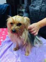 Étalon Yorkshire Terrier - Fetiche du copain fidèle