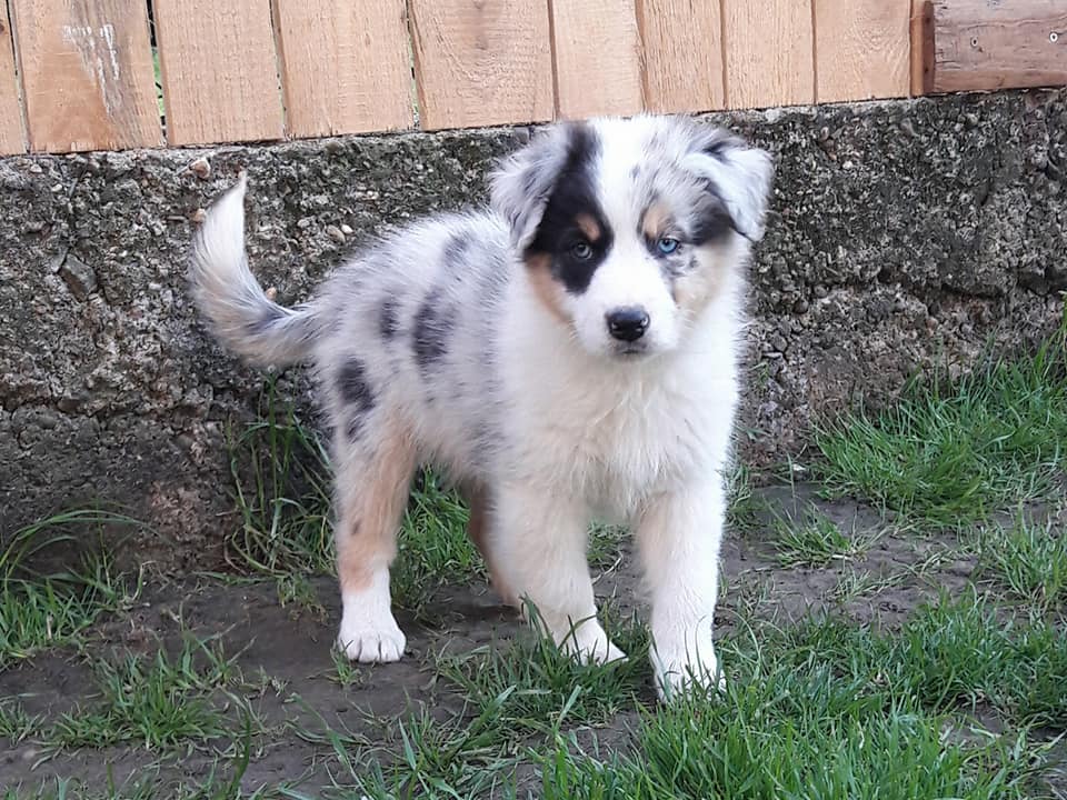 Chien Elevage Des Perles De Magdalena Eleveur De Chiens Berger Australien