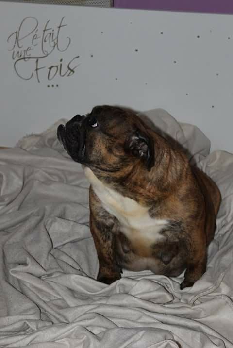 Les Bulldog Anglais de l'affixe   Secret of Bulldogs Stars 
