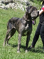 Étalon Dogue allemand - Jaga De L'oasis De Fenua 'uri