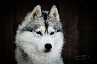 Étalon Siberian Husky - CH. Love in the moon du chalet des edelweiss