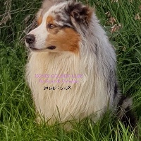 Étalon Berger Australien - Honix-golden-lady de gens de garonne