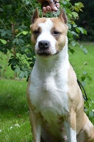 Étalon American Staffordshire Terrier - CH. Frael Kashmir