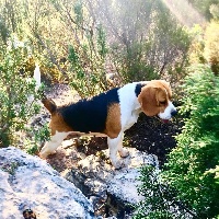 Étalon Beagle - Jypsie du prieure de vernelle