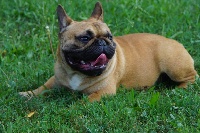 Étalon Bouledogue français - Not for sale Les Joyaux de la Vallee