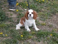 Étalon Cavalier King Charles Spaniel - Myrtille de la maison du ryez