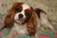 Étalon Cavalier King Charles Spaniel - Noumea du domaine des petits clowns