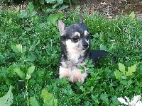 Étalon Chihuahua - I'm a cute boy du clan des gladiateurs