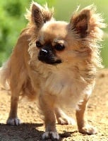 Étalon Chihuahua - Maïla du Diamant d'Or