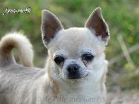 Étalon Chihuahua - Janumeth de l'île aux genêts