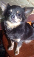 Étalon Chihuahua - Myrkelle (Sans Affixe)