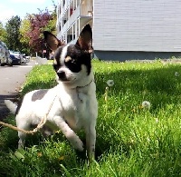 Étalon Chihuahua - Jet Set's Blue Star Ninotto of fast
