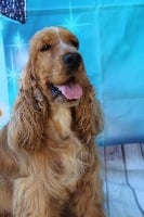 Étalon Cocker Spaniel Anglais - Milly of caniland's dream