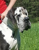 Étalon Dogue allemand - Leilani de l'Outsaïna