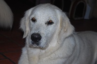 Étalon Golden Retriever - Elya (Sans Affixe)
