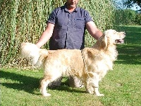 Étalon Golden Retriever - Mad-max des jardins d'epona