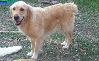 Étalon Golden Retriever - Elipse Du Roy De La Blanche