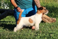 Étalon Jack Russell Terrier - CH. Iona iz imperii jumper