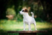 Étalon Jack Russell Terrier - No limit du Bois de Compiègne