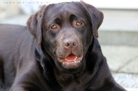 Étalon Labrador Retriever - Sweet Tender Chocolate Inch'allah