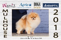 Étalon Spitz allemand - Mirco beautiful De La Fortune De Magie