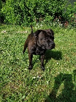 Étalon Staffordshire Bull Terrier - Machiavel du temple de Gaïa