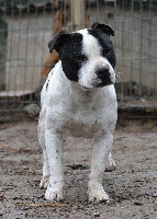 chapmeek Rusty boy at supreme staffy's
