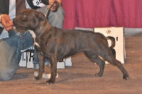Étalon Staffordshire Bull Terrier - Mademoiselle manzana des kitchou'Pitchou