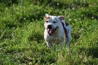 Étalon Staffordshire Bull Terrier - Si vis pacem des Croisades de Tyam