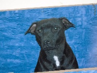 Étalon Staffordshire Bull Terrier - Little black de la maison des fées (Sans Affixe)